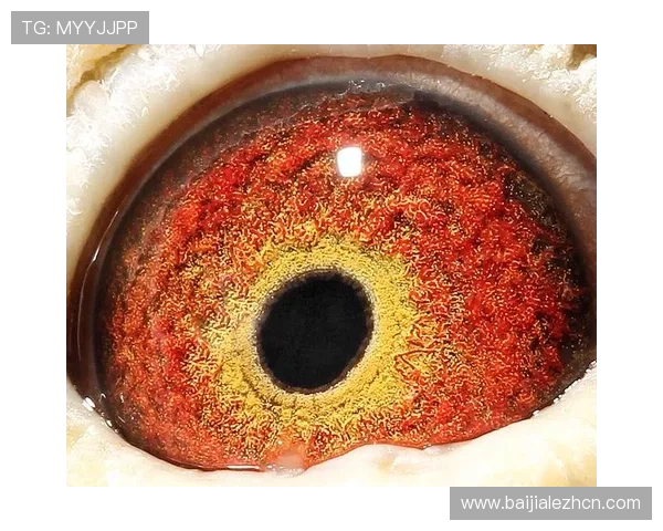 解决ag登录网会员注册过程中遇到的常见问题与建议